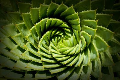 Full frame shot of spiral aloe