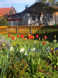 Close-up of flowers blooming in city