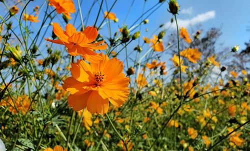 Close-up of yellow flowering plants on field