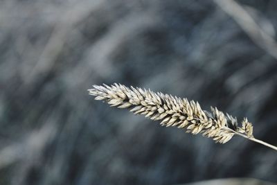 Close-up of stalks in sunlight