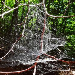 Close-up of spider web on tree in forest