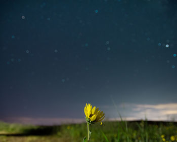 Yellow flowering plant on field against sky