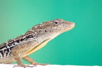 Close-up of lizard