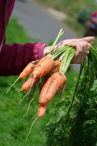 Farmers harvest big carrots and tie them in the fields