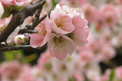 Close-up of pink cherry blossoms