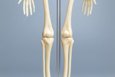 Anatomical skeleton model, skeletal system on gray background