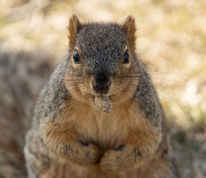 Close-up portrait of squirrel