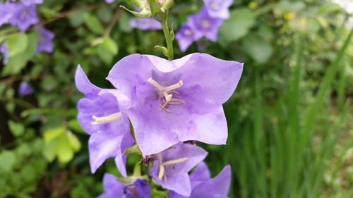 Close-up of purple flower blooming outdoors