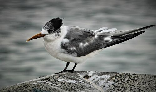 Close-up of seagull perching on rock