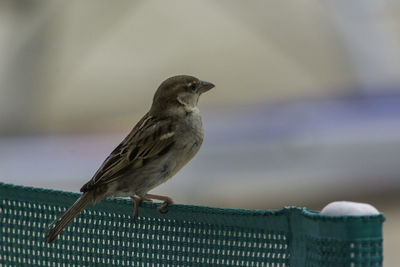 Close-up of bird perching on snow