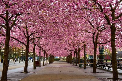 Footpath along pink cherry blossom