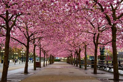 Trees in park