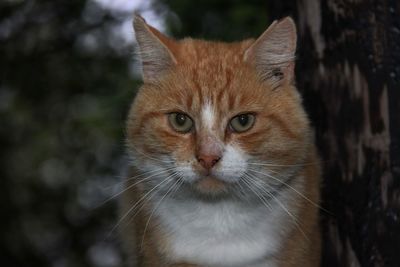 Close-up portrait of tabby cat