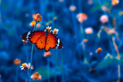 Close-up of butterfly pollinating on flower