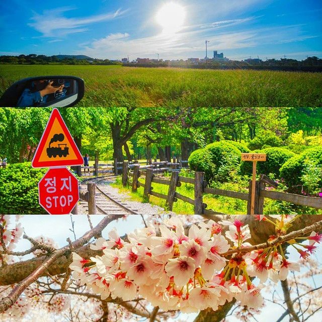 sky, flower, tree, transportation, growth, cloud - sky, plant, nature, field, beauty in nature, land vehicle, landscape, mode of transport, road, cloud, sunlight, day, tranquility, no people, outdoors