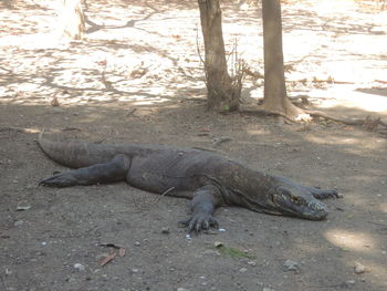 View of lizard on land