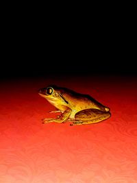 Close-up of frog against red background