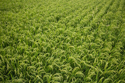 Full frame shot of corn field