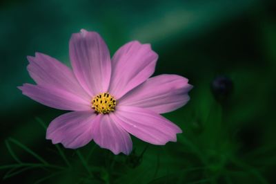 Close-up of pink flower