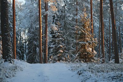 Pine trees in forest during winter