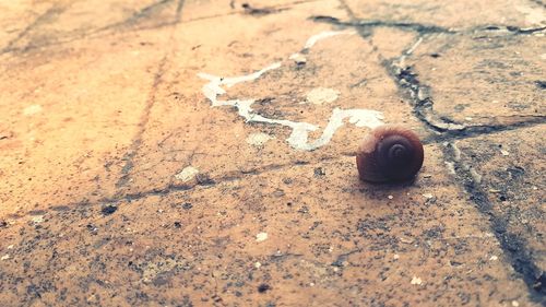 High angle view of snail on road