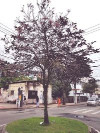 View of trees by road in city