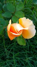 Close-up of orange flower on field