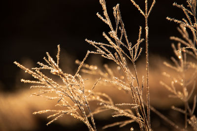 Close-up of frozen plant on field at night