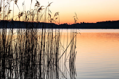 Silhouette plants by lake against sky during sunset