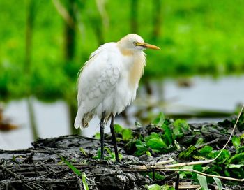 Close-up of bird perching on a tree