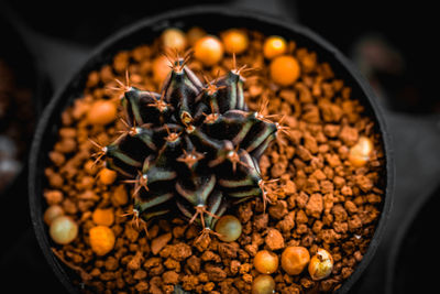 High angle view of eggs in container