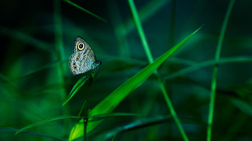 Close-up of butterfly on grass