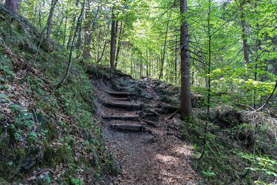 Trail amidst trees in forest