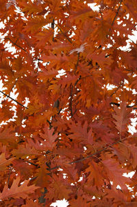 Full frame shot of leaves