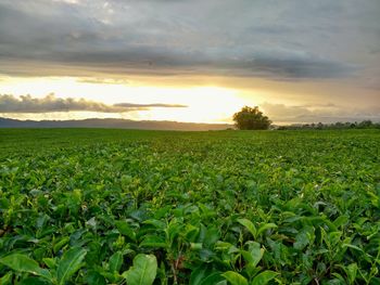 Scenic view of field against sky during sunset