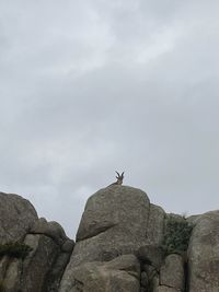 Low angle view of bird on rock against sky
