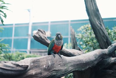 Bird perching on a tree