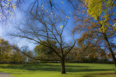 Trees on grassy field