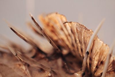 Close-up of plant against blurred background