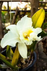 Close-up of white flowering plant