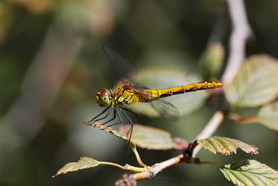 Vagrant darter - sympetrum vulgatum dragonfly macro close-up