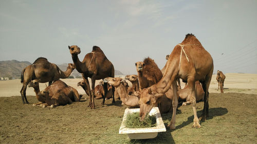 Heard of camels in desert against sky