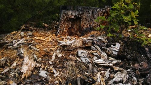 Close-up of abandoned wood in forest
