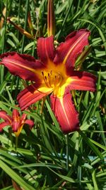 Close-up of pink flower growing in park