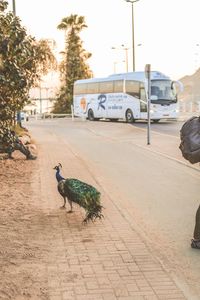 View of a dog on the road