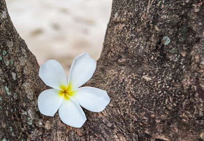 Close-up of white flower on tree trunk