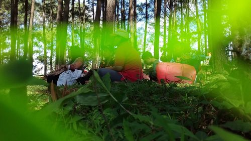 View of plants and trees in forest