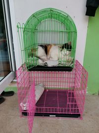 Cat sleeping in cage