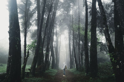 Man wearing hood standing on footpath amidst trees in forest