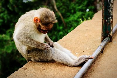 Close-up of monkey sitting on retaining wall